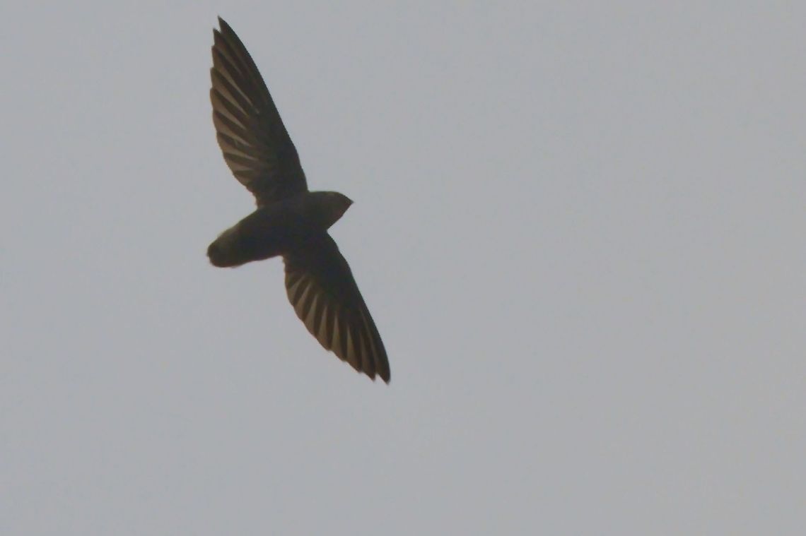 Short-tailed Swift flying documented at Mituse&ntilde;o, Vaup&eacute;s Chaetura brachyura,Colombia,Geotagged,Mituse&ntilde;o,Short-tailed swift,Vaup&eacute;s,Winter