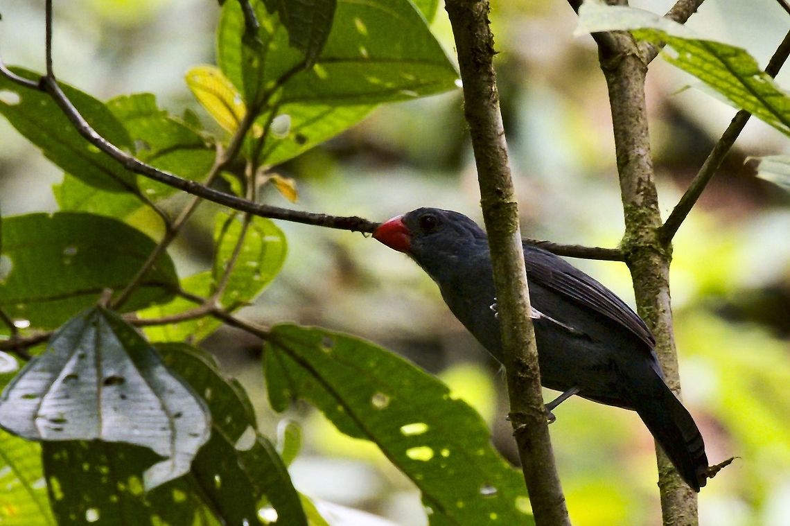 Slate-coloured Grosbeak Anchicay&aacute; Valley Anchicaya Valley,Colombia,Geotagged,Saltator grossus,Slate-coloured grosbeak,Winter