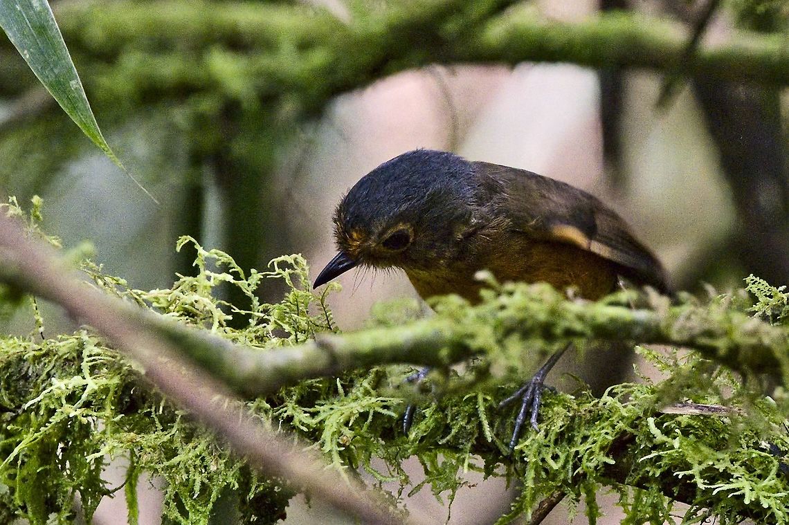 Slate-crowned Antpitta at R&iacute;o Blanco Reserva Natural, bowing its head to show its crown ;) Colombia,Geotagged,Grallaricula nana,Rio blanco,Slaty-crowned antpitta,Winter