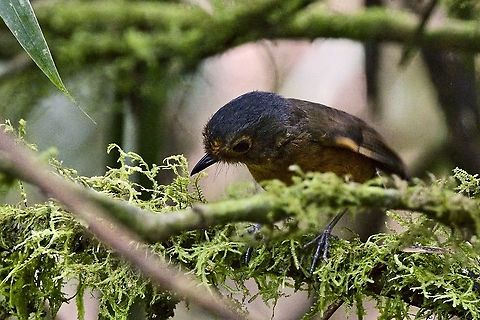 Slate-crowned Antpitta at Río Blanco Reserva Natural, bowing its head to show its crown ;) Colombia,Geotagged,Grallaricula nana,Rio blanco,Slaty-crowned antpitta,Winter