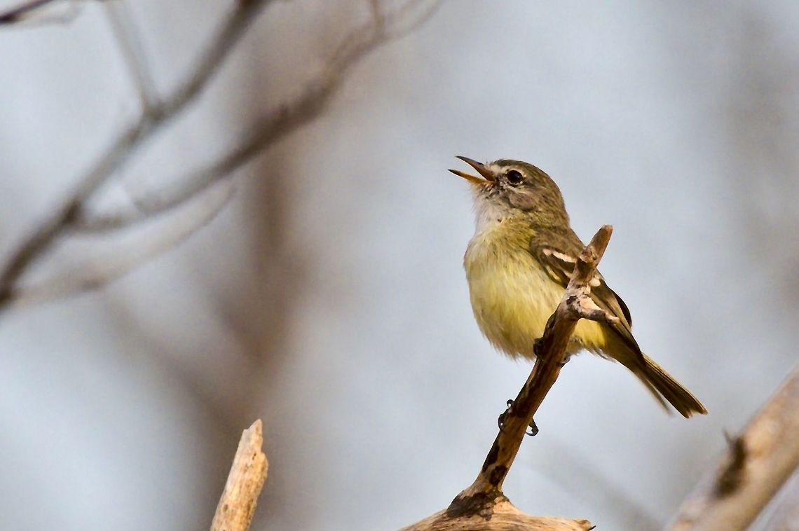 Slender-billed Tyrannulet at SFF Los Flamencos Colombia,Geotagged,Inezia  tenuirostris,SFF Los Flamencos,Slender-billed inezia,Winter