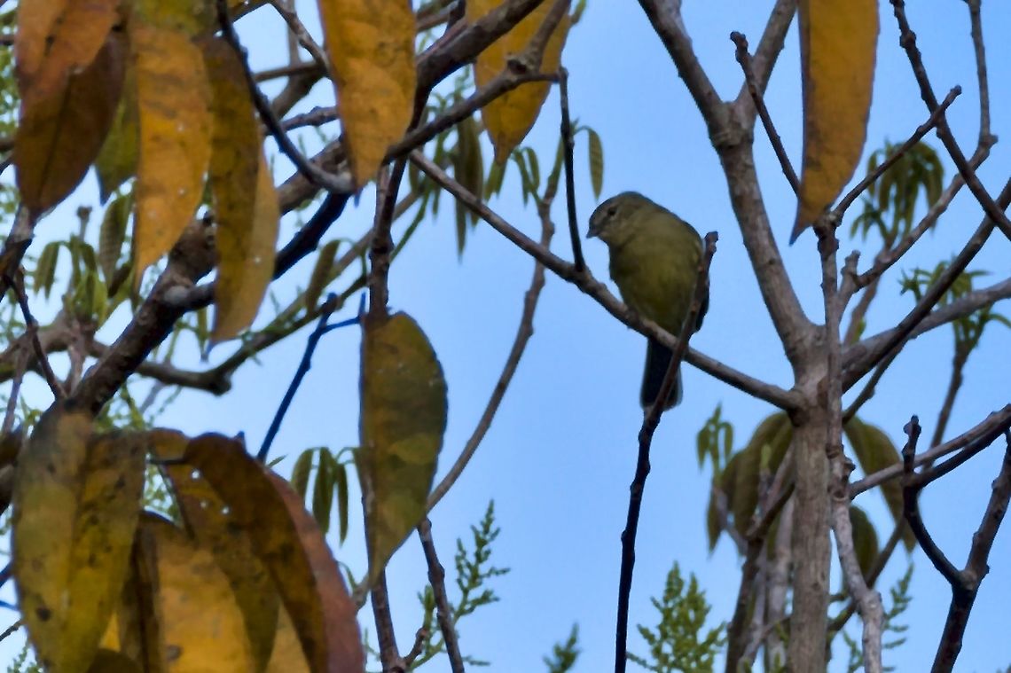 Slender-footed Tyrannulet seen at the White Sand Forest (WS), Cerro Cacao Parque  Colombia,Geotagged,Slender-footed tyrannulet,White Sand Forest,Winter,Zimmerius gracilipes