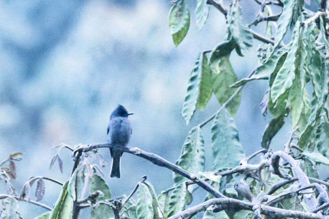 Smoke-coloured Pewee another remote one, no much light, bird is really grey ...<br />
seen  near Jard&iacute;n, Mirador El Roble (Pe&ntilde;as Blancas)<br />
<br />
 Colombia,Contopus fumigatus,Geotagged,Jardin,Smoke-colored pewee,Winter