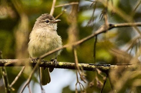 Southern Beardless-Tyrannulet another one, may-be a bit closer Camptostoma obsoletum,Colombia,Geotagged,Montezuma Rainforest,Southern beardless tyrannulet,Winter