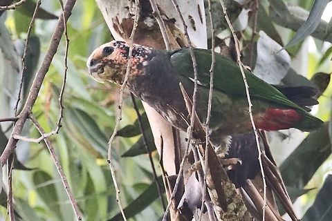 Speckle-faced Parrot  seen near Yellow-eared Parrot Reserve  Colombia,Geotagged,Pionus tumultuosus,Speckle-faced parrot,Winter,Yellow-eared Parrot Reserve