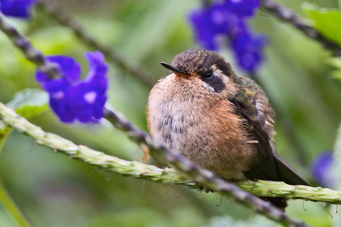 Speckled Hummingbird, close-up  seen at Finca Florida El Bosque de las Aves<br />
<br />
 Adelomyia melanogenys,Colombia,Finca Florida,Geotagged,Speckled hummingbird,Winter