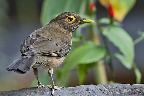 Spectacled Thrush at Rancho CaMaNá Colombia,Geotagged,Rancho CaMaNa,Spectacled thrush,Turdus nudigenis,Winter