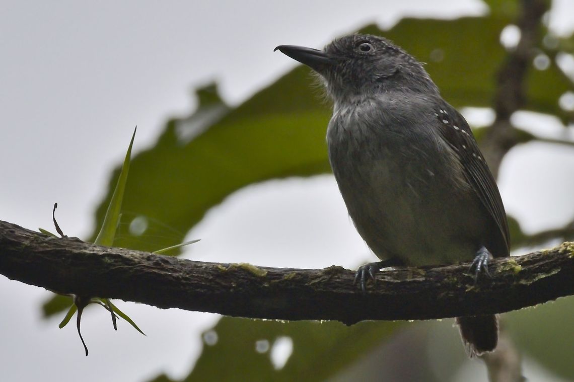 Spot-crowned Antvireo seen at the Anchicaya Valley Anchicaya Valley,Anchiy,Colombia,Dysithamnus puncticeps,Geotagged,Spot-crowned antvireo,Winter