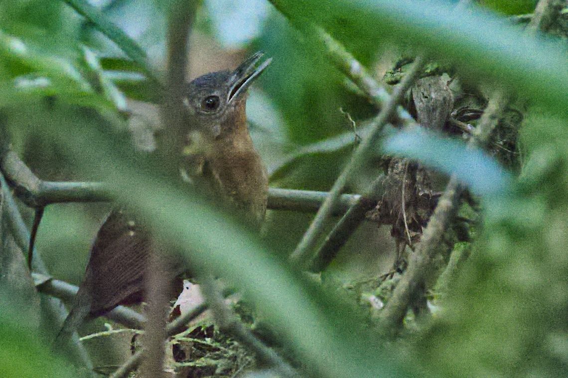Spot-winged Antbird seen at Bosque Bavaria near Villavicencio, Met&aacute; Bosque Bavaria,Colombia,Geotagged,Myrmelastes leucostigma,Spot-winged antbird,Winter