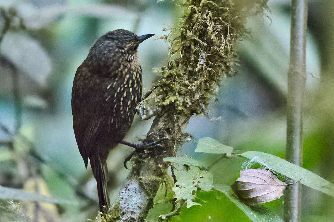 Spotted Barbtail Santa Marta NP Colombia,Geotagged,Premnoplex brunnescens,Sierra Nevada de Santa Marta,Spotted barbtail,Winter