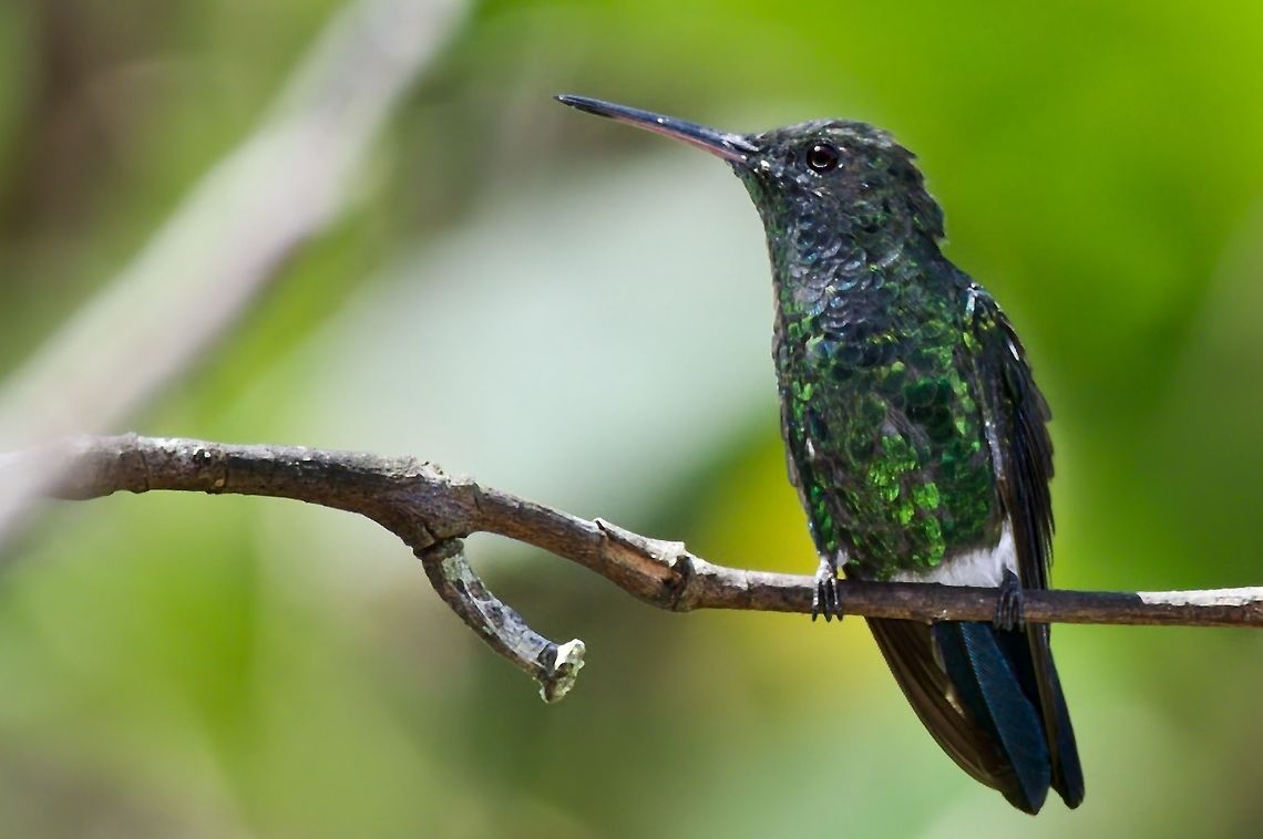 Steely-vented Hummingbird seen at UKUKU Rural Lodge, flashed eye manually corrected Amazilia saucerottei,Colombia,Geotagged,Steely-vented hummingbird,UKUKU,Winter