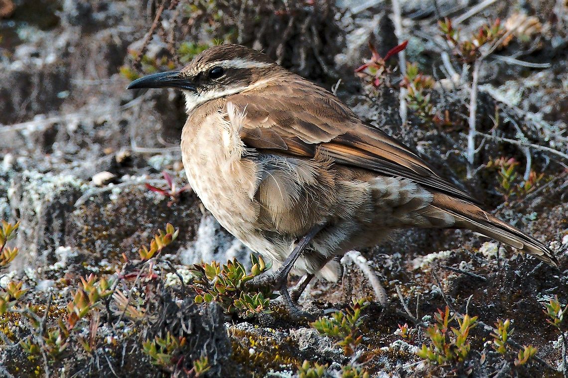 Stout-billed Cinclodes seen at NNP Los Nevados at at Hosteria Comanday close to the Laguna Negra Cinclodes excelsior,Colombia,Geotagged,Nevado del Ruiz,Stout-billed cinclodes,Winter
