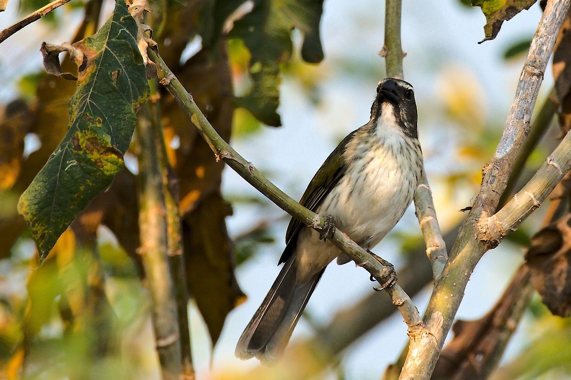 Streaked Saltator seen at Finca Florida El Bosque de las Aves  Colombia,Finca Florida,Geotagged,Saltator striatipectus,Streaked saltator,Winter