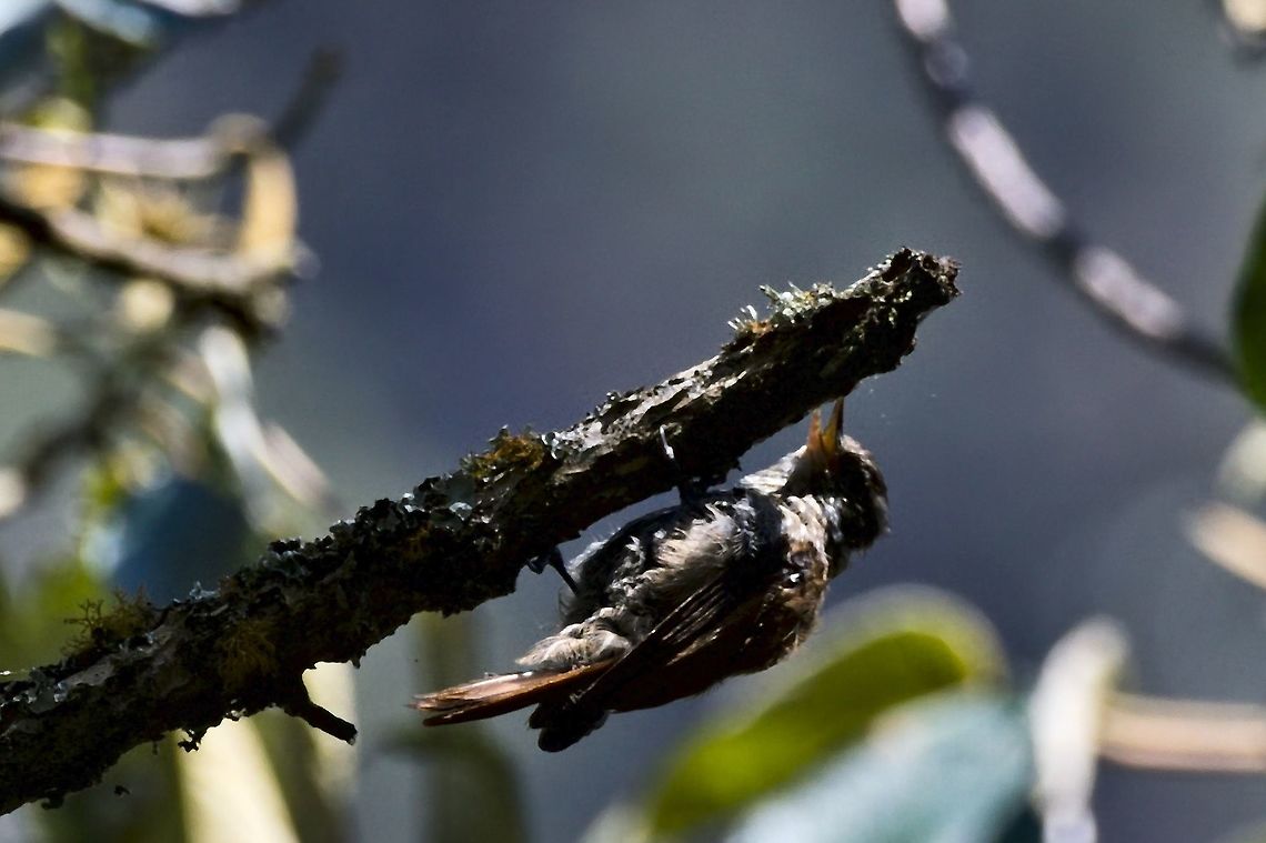 Streaked Xenops  Chicaque National Park,Colombia,Geotagged,Streaked xenops,Winter,Xenops rutilans