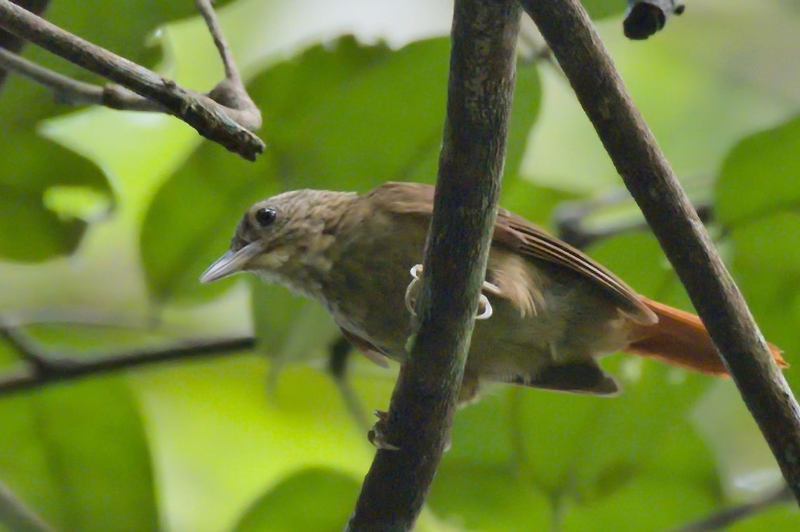 Striped Woodhaunter seen near Mit&uacute;, Vaup&eacute;s, at Comunidad Pueblo Nuevo Automolus subulatus,Colombia,Comunidad Pueblo Nuevo,Eastern woodhaunter,Geotagged,Mitu,Vaup&eacute;s,Winter