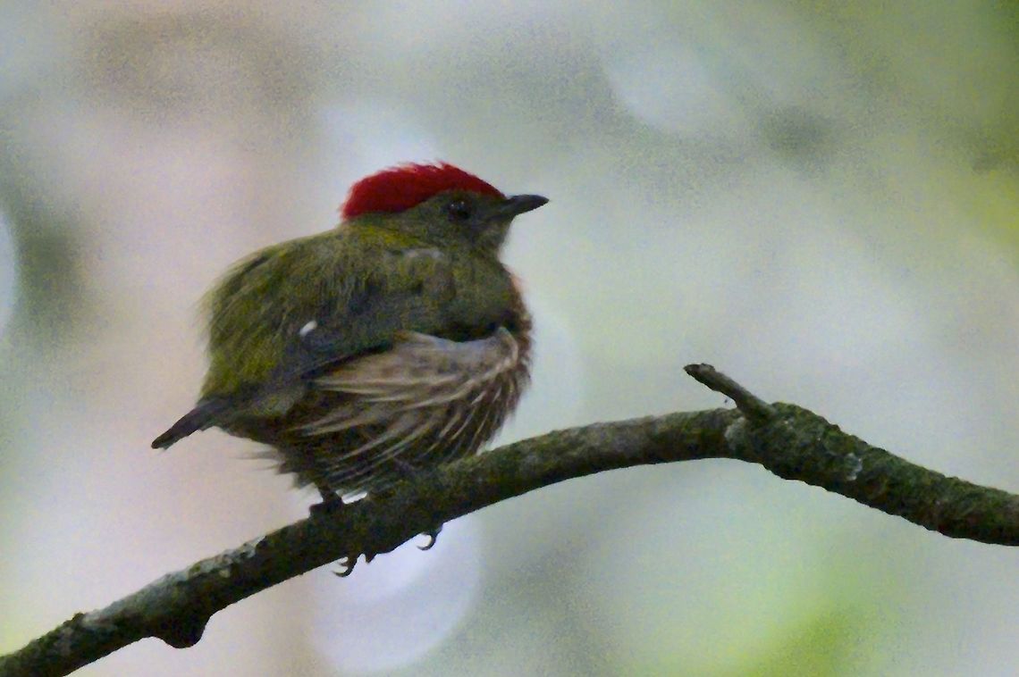 Striped (Striolated) Manakin at Reserva Natural Ca&ntilde;on Del R&iacute;o Claro Colombia,Geotagged,Machaeropterus regulus,Machaeropterus striolatus,Rio Claro,Striolated manakin,Striped manakin,Winter
