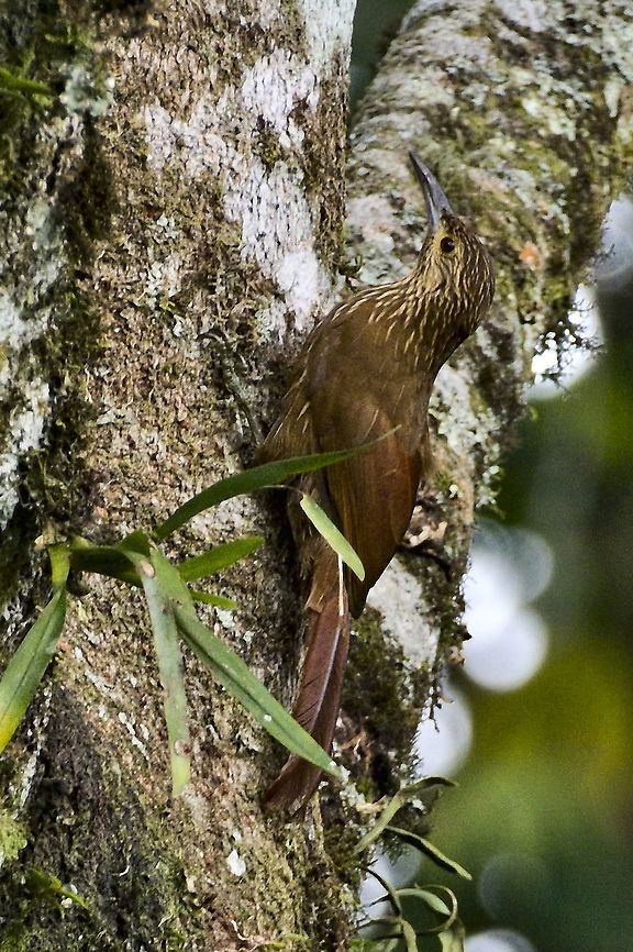 Strong-billed Woodcreeper at SFF Ot&uacute;n-Quimbaya Colombia,Geotagged,SFF Otun Quimbaya,Strong-billed woodcreeper,Winter,Xiphocolaptes promeropirhynchus