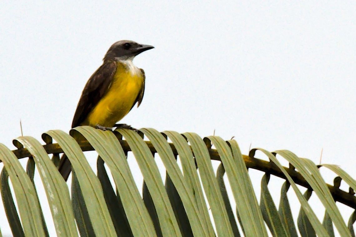 Sulphury Flycatcher seen at Pueblo Nuevo Colombia,Comunidad Pueblo Nuevo,Geotagged,Mitu,Sulphury flycatcher,Tyrannopsis sulphurea,Vaup&eacute;s,Winter