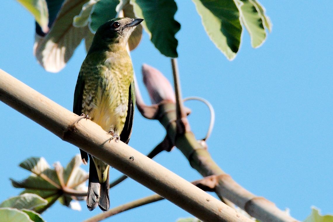 Swallow Tanager female the missing female ... Colombia,Geotagged,Santa Marta,Swallow tanager,Tersina viridis,Winter