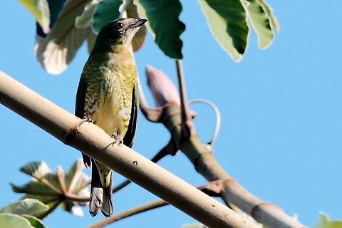 Swallow Tanager female the missing female ... Colombia,Geotagged,Santa Marta,Swallow tanager,Tersina viridis,Winter