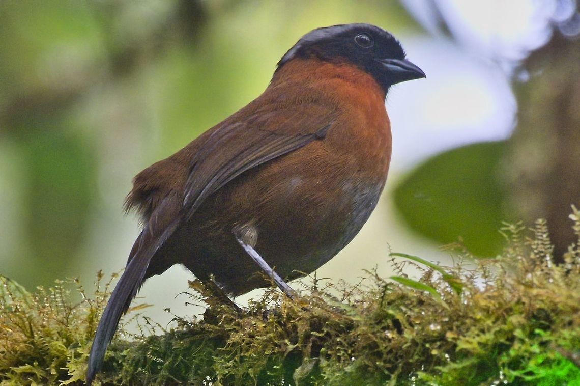 Tanager-Finch  Colombia,Geotagged,Montezuma Rainforest,Oreothraupis arremonops,Tanager finch,Winter
