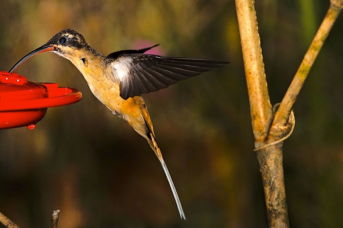 Tawny-bellied Hermit  Colombia,Geotagged,Montezuma Rainforest,Phaethornis syrmatophorus,Tawny-bellied hermit,Winter