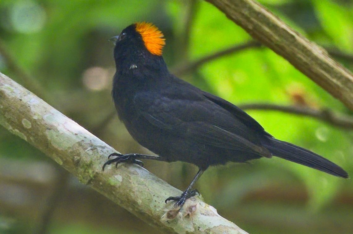 Tawny-crested Tanager  Colombia,Geotagged,Rio Claro,Tachyphonus delatrii,Tawny-crested tanager,Winter