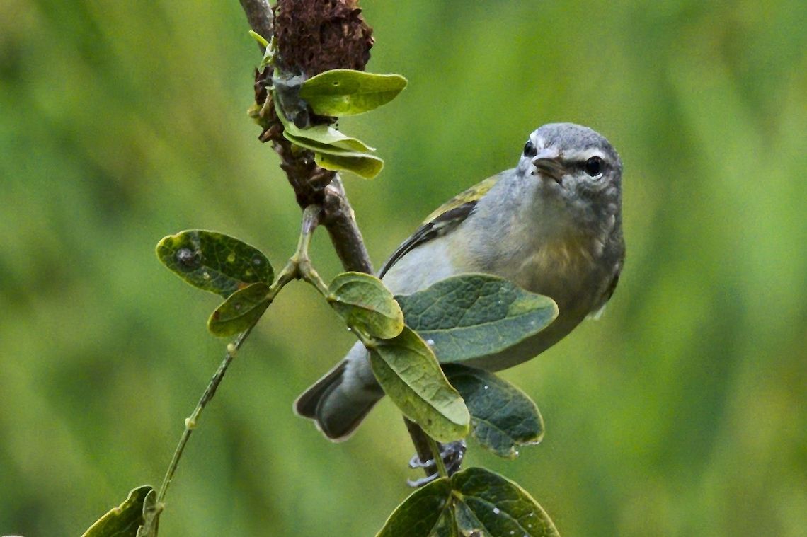 Tennessee Warbler seen near Yellow-eared Parrot Reserve  Colombia,Geotagged,Oreothlypis peregrina,Tennessee Warbler,Winter,Yellow-eared Parrot Reserve