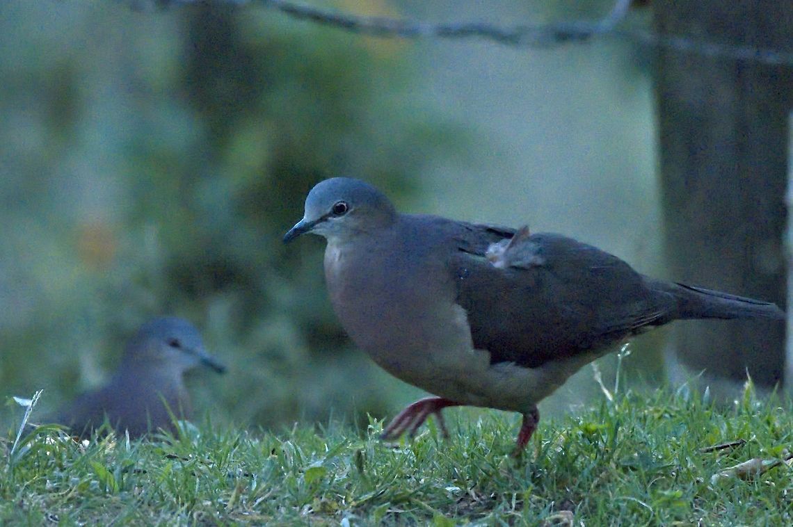 Tolima Dove seen at UKUKU Rural Lodge, endemic to Colombia  Colombia,Geotagged,Leptotila conoveri,Tolima dove,UKUKU,Winter,endemic