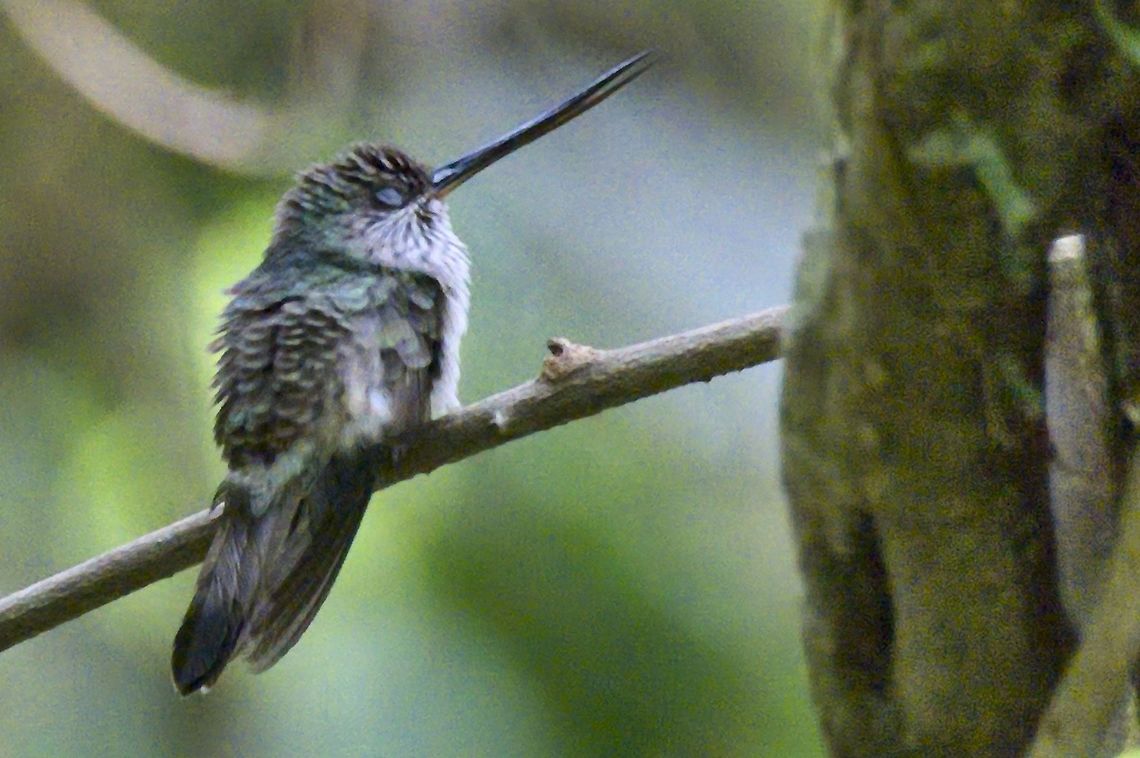 Tooth-billed Hummingbird perched near the road at Anchicaya Valley Anchicaya,Androdon aequatorialis,Colombia,Geotagged,Tooth-billed hummingbird,Winter