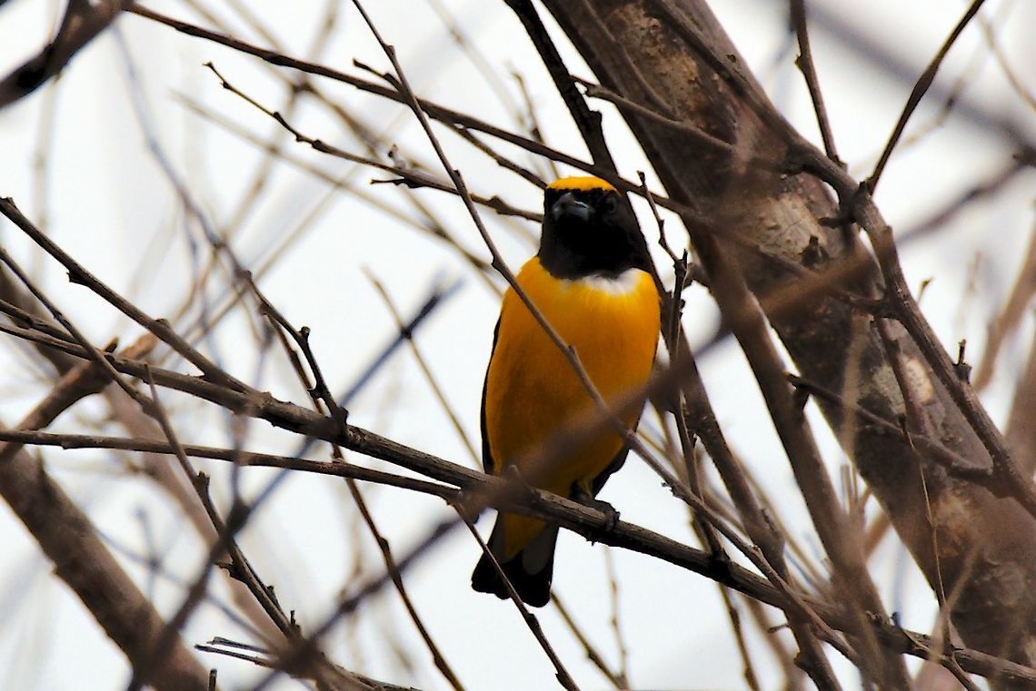 Trinidad Euphonia  Colombia,Euphonia trinitatis,Geotagged,SFF Los Flamencos,Trinidad euphonia,Winter