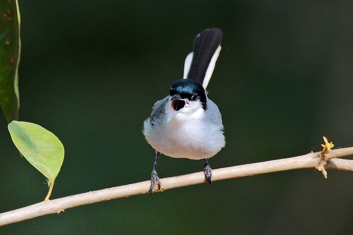 Tropical Gnatcatcher seen near Lago de Picale&ntilde;a  Colombia,Geotagged,Lago de Picalena,Polioptila plumbea,Tropical gnatcatcher,Winter