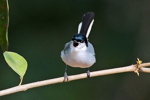 Tropical Gnatcatcher seen near Lago de Picaleña Colombia,Geotagged,Lago de Picalena,Polioptila plumbea,Tropical gnatcatcher,Winter