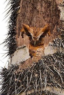 Tropical Screech-Owl  Colombia,Geotagged,Megascops choliba,Montezuma Rainforest,Tropical screech owl,Winter