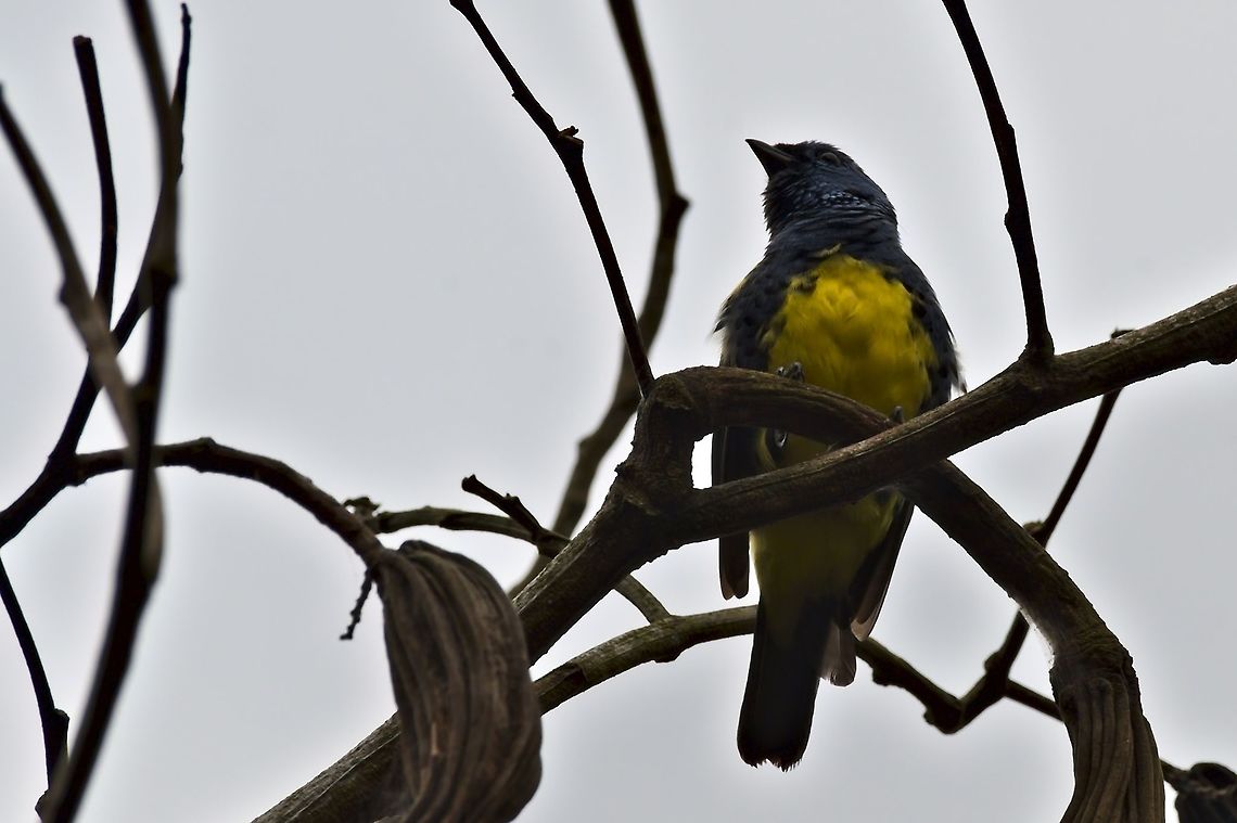 Turquoise Tanager  Colombia,Geotagged,Mituse&ntilde;o,Tangara mexicana,Turquoise tanager,Vaup&eacute;s,Winter