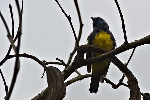 Turquoise Tanager  Colombia,Geotagged,Mituse&ntilde;o,Tangara mexicana,Turquoise tanager,Vaup&eacute;s,Winter