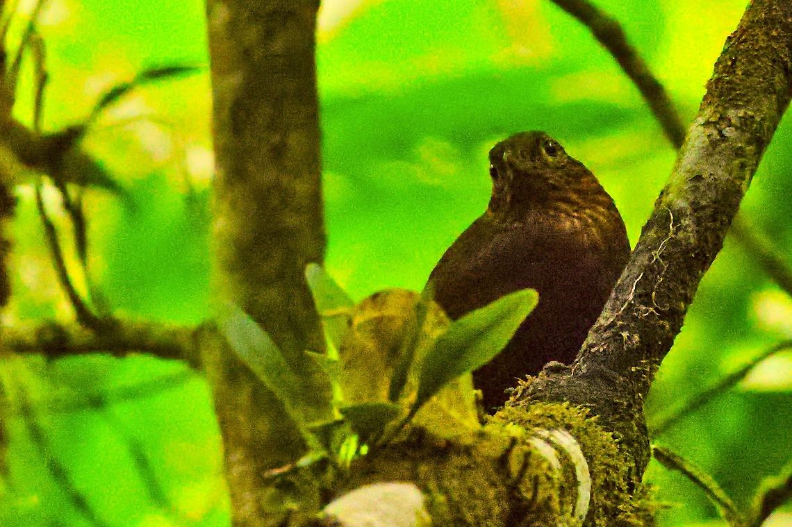 Uniform Treehunter seen at Montezuma Rainforest Reserve Colombia,Geotagged,Montezuma Rainforest,Thripadectes ignobilis,Uniform treehunter,Winter