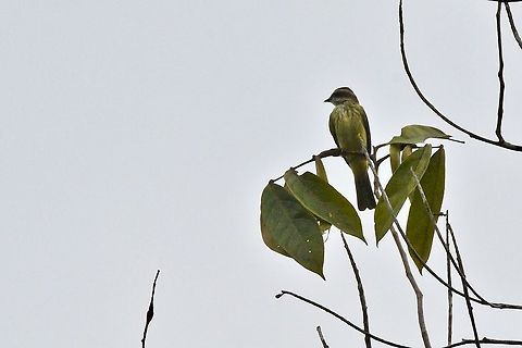 Variegated Flycatcher  Colombia,Empidonomus varius,Geotagged,Mituse&ntilde;o,Variegated flycatcher,Vaup&eacute;s,Winter