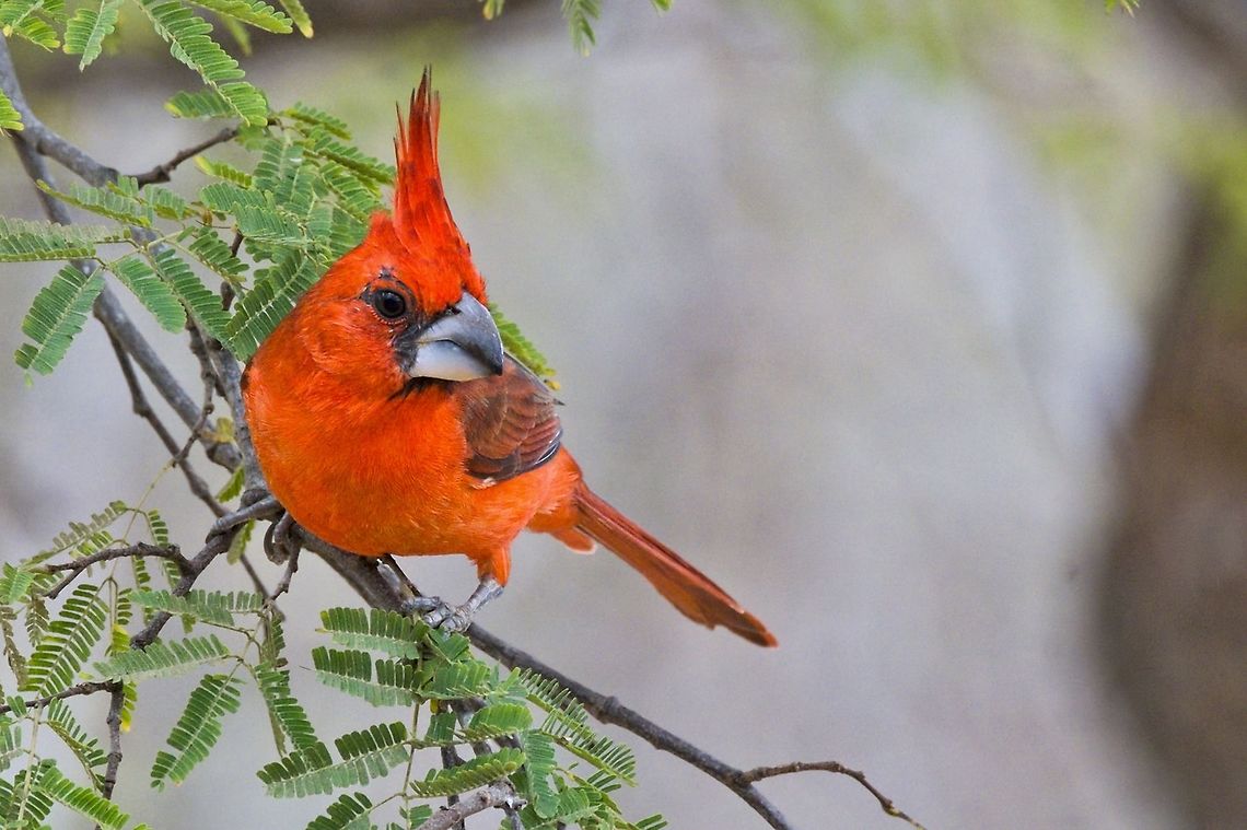 Vermilion Cardinal male el macho seen at SFF Los Flamencos Cardinalis phoeniceus,Colombia,Geotagged,SFF Los Flamencos,Vermilion cardinal,Winter