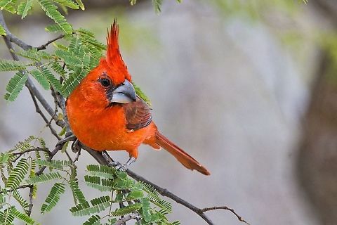 Vermilion Cardinal male el macho seen at SFF Los Flamencos Cardinalis phoeniceus,Colombia,Geotagged,SFF Los Flamencos,Vermilion cardinal,Winter