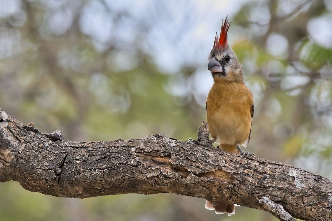 Vermilion Cardinal female &amp; la embra Cardinalis phoeniceus,Colombia,Geotagged,SFF Los Flamencos,Vermilion cardinal,Winter