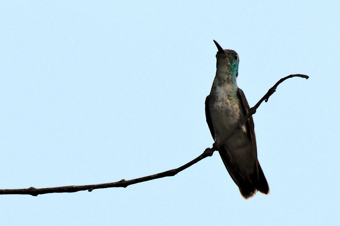 Versicoloured Emerald (versicolored) seen near Mit&uacute; Vaup&eacute;s at Comunidad Pueblo Nuevo Amazilia versicolor,Colombia,Comunidad Pueblo Nuevo,Geotagged,Mitu,Vaupés,Versicolored emerald,Winter