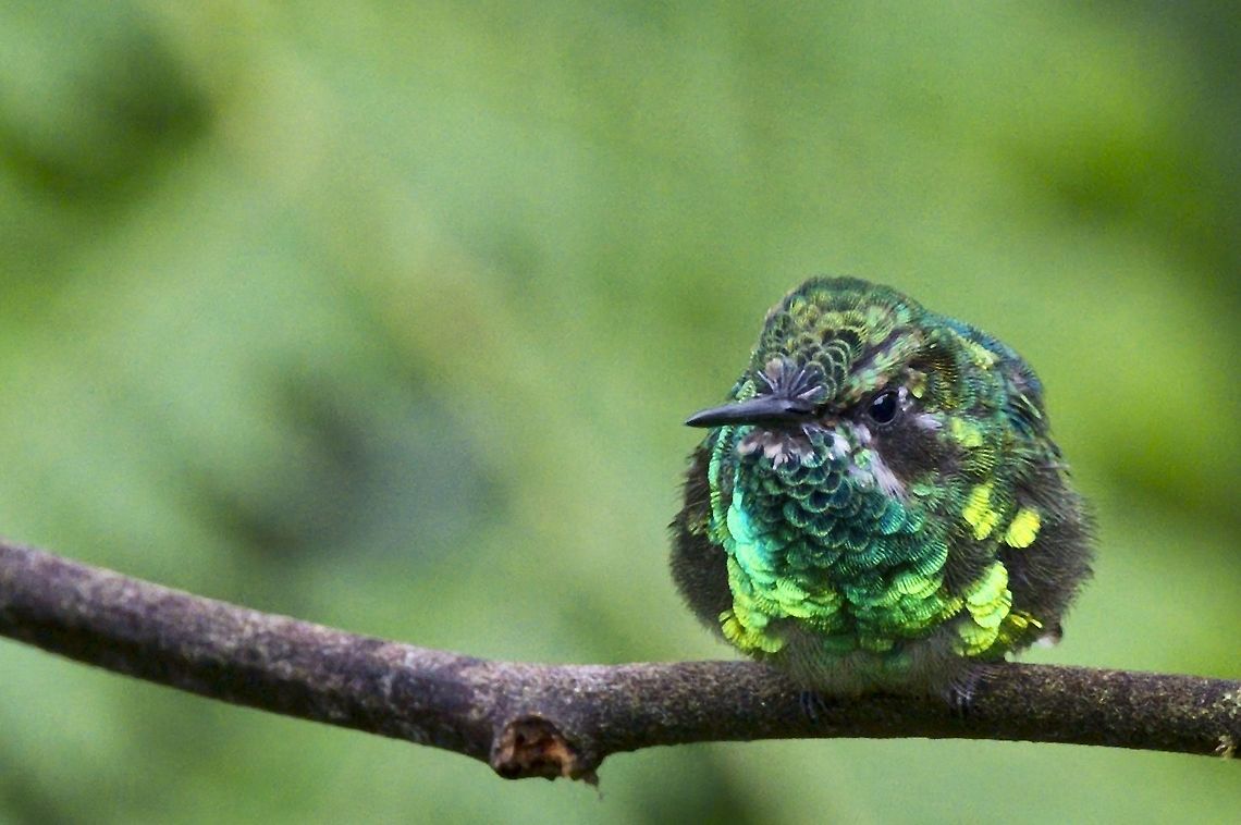 Western Emerald another one seen at Finca Alejandria Chlorostilbon melanorhynchus,Colombia,Finca Alejandria,Geotagged,Western emerald,Winter