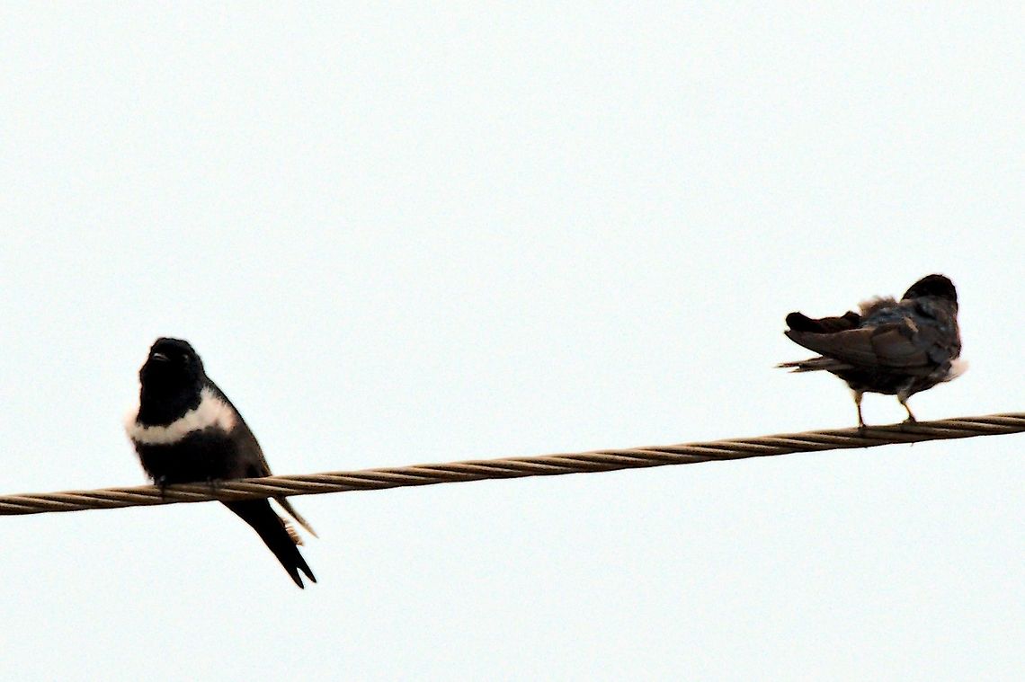 White-banded Swallow at Mituse&ntilde;o Atticora fasciata,Colombia,Geotagged,Mituse&ntilde;o,Vaup&eacute;s,White-banded swallow,Winter