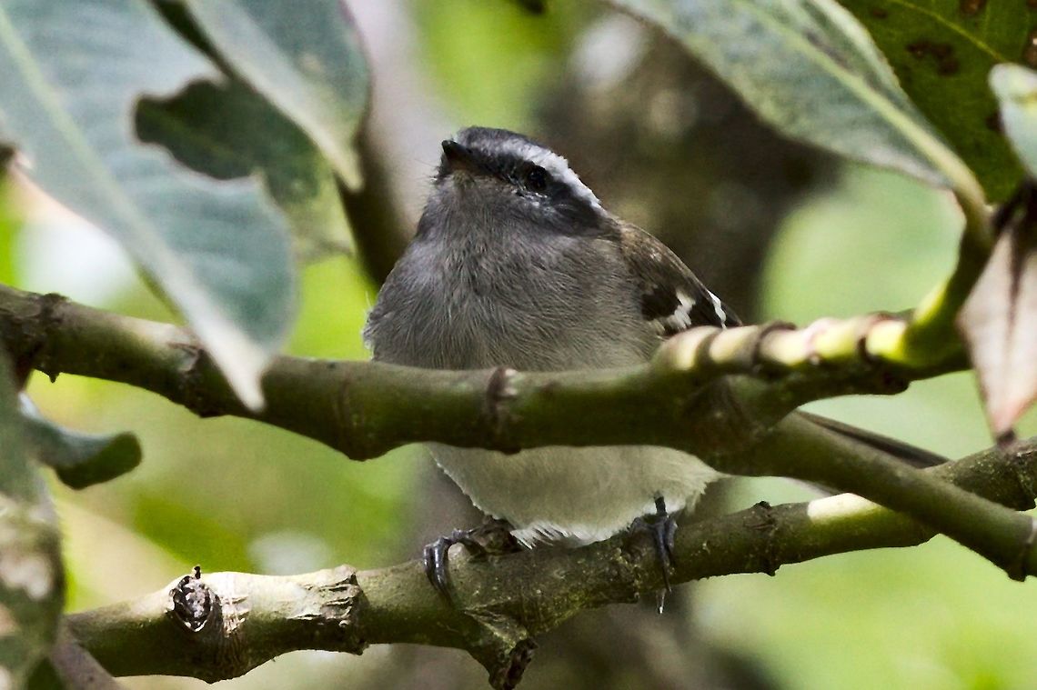 White-banded Tyrannulet  Colombia,Geotagged,Hacienda,Hacienda El Bosque,Mecocerculus stictopterus,White-banded tyrannulet,Winter