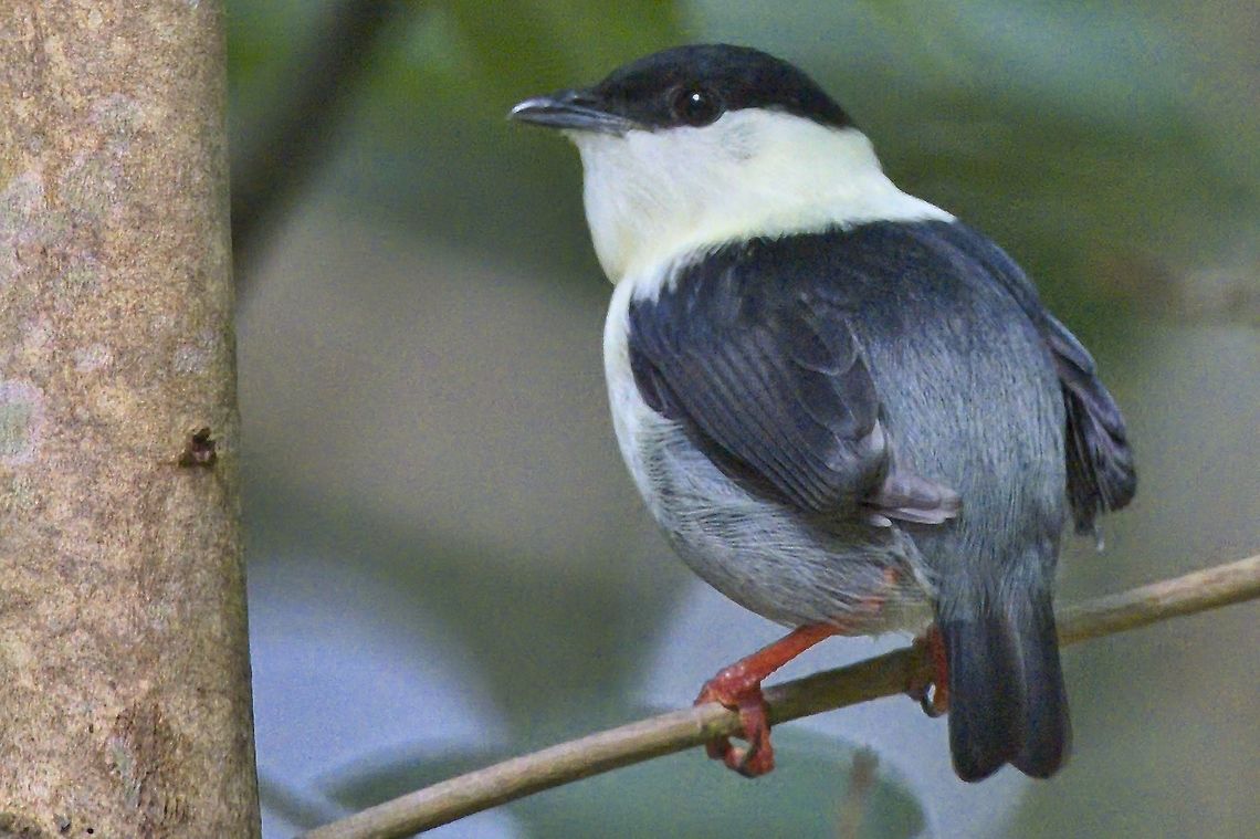 White-bearded Manakin male in Colombia at Comudidad Pueblo Nuevo Colombia,Comunidad Pueblo Nuevo,Geotagged,Manacus manacus,Mitu,Vaupés,White-bearded manakin,Winter