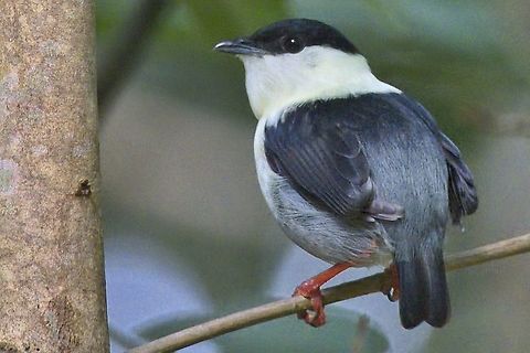 White-bearded Manakin male in Colombia at Comudidad Pueblo Nuevo Colombia,Comunidad Pueblo Nuevo,Geotagged,Manacus manacus,Mitu,Vaupés,White-bearded manakin,Winter