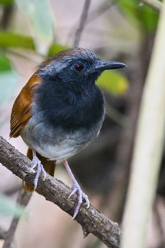 White-bellied Antbird seen at Parque Nacional Natural Tayrona Colombia,Geotagged,Myrmeciza longipes,Tayrona NP,White-bellied antbird,Winter