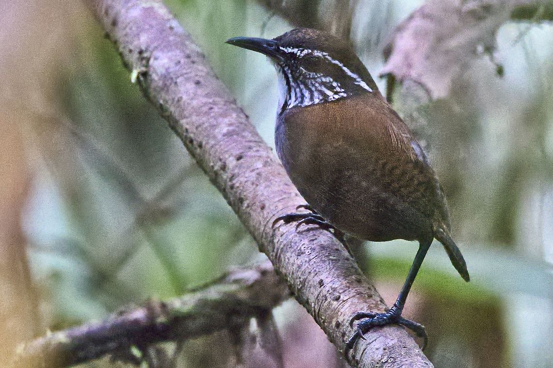 White-breasted Wood-Wren seen at Cuenca R&iacute;o Anchicay&aacute; Anchicaya Valley,Colombia,Geotagged,Henicorhina leucosticta,Winter