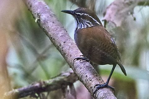 White-breasted Wood-Wren seen at Cuenca Río Anchicayá Anchicaya Valley,Colombia,Geotagged,Henicorhina leucosticta,Winter